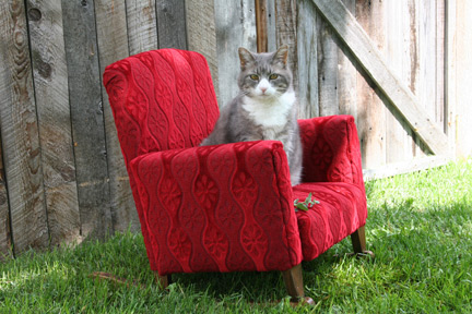 cat in rocking chair