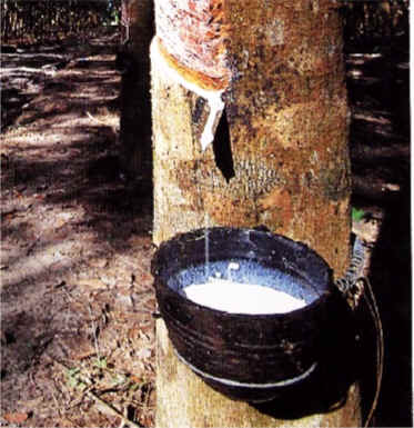 Harvesting latex milk from a rubber tree