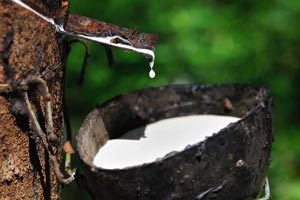 tapping a rubber tree to make natural latex foam