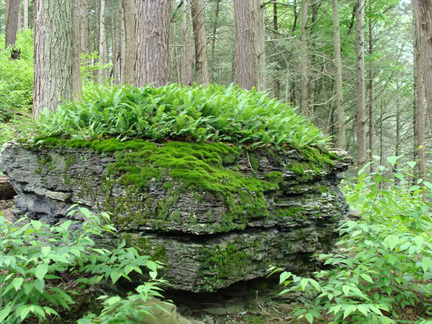 Imagine a chartreuse moss-covered boulder with fuschia flowers growing on it