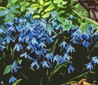 delicate blue flowers