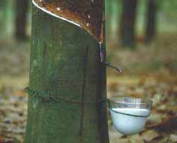 Tapping latex from a rubber tree (Hevea brasilensis)