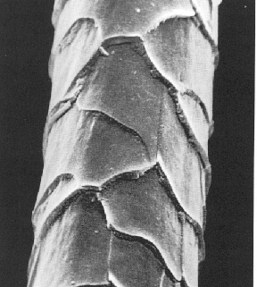 a single Wool Fiber as seen under a microscope-medicalsheepskins