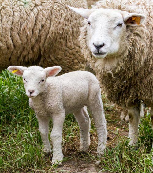 Wool from happy sheep! Ewe and new lamb