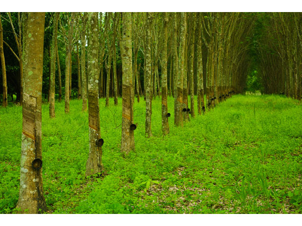rubber trees at a plantation