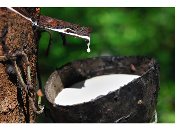 tapping a rubber tree-latex sap