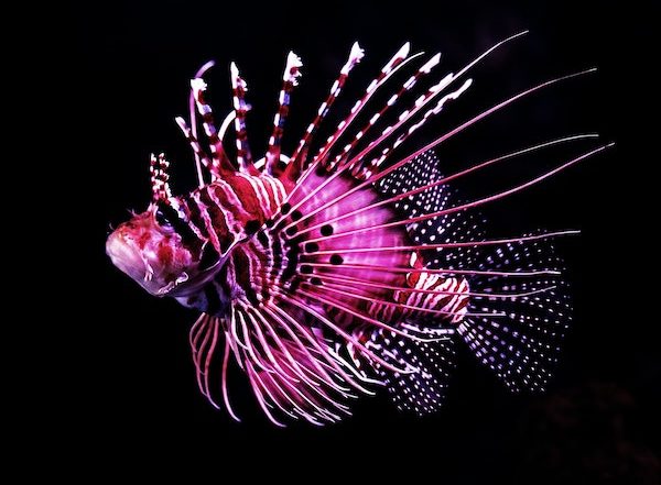 pink Lionfish with multicolored poisonous spines