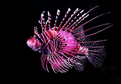 pink Lionfish with striped spines 