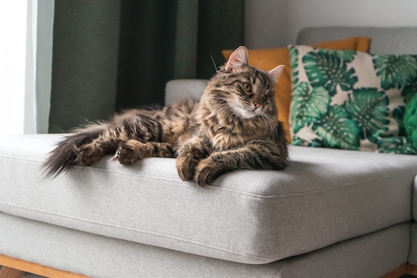 Maine coon cat on sofa-feat