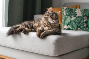 cat on sofa