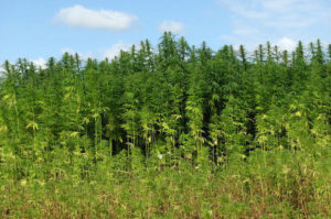 farmed industrial hemp growing