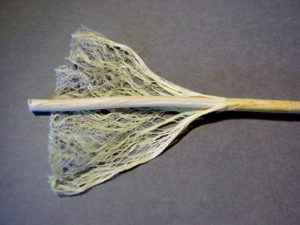hemp stalk shows fiber+core