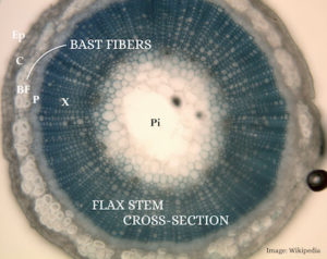 bast fiber-flax-linen cross section